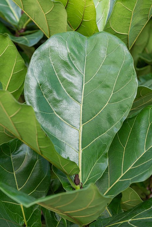 Monstera Siltepecana
