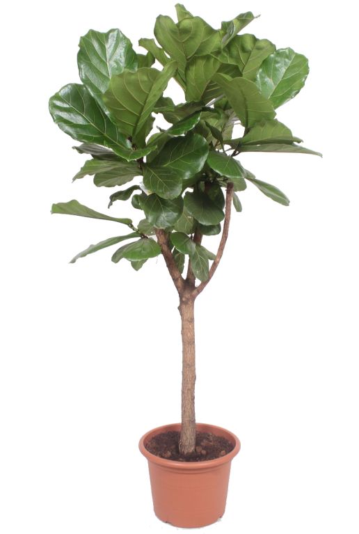 Syngonium Red Spot blad