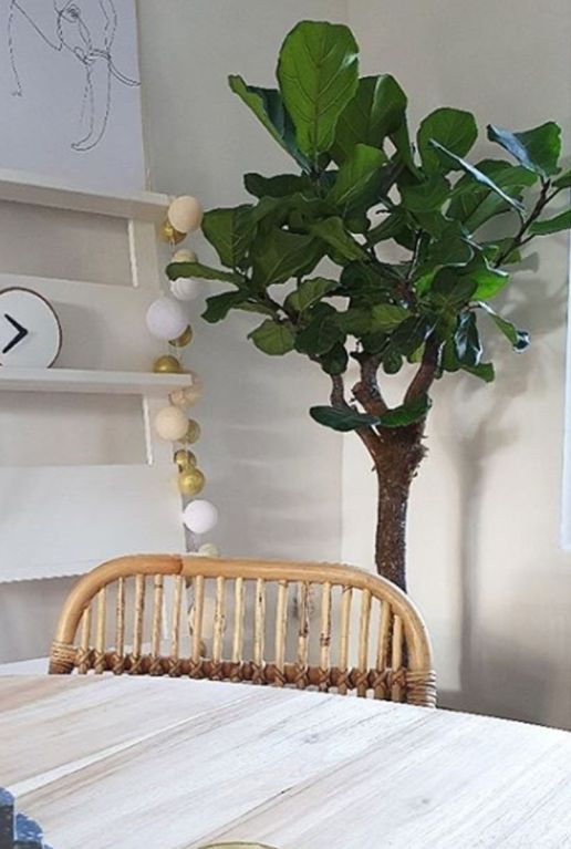Ficus lyrata tabaksplant kamerplant
