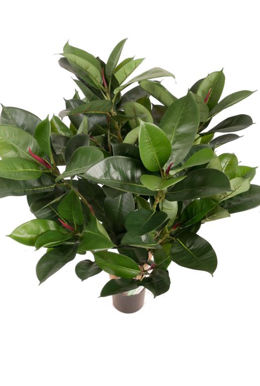 Ficus plastic kamerplant