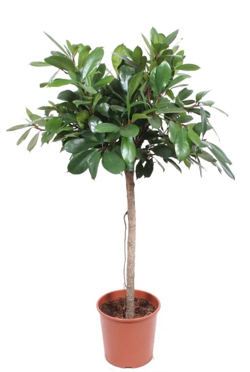 Ficus Cyathistipula