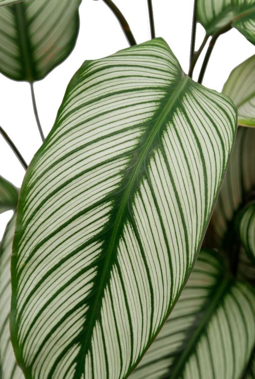 Gestreept blad Calathea levende plant 