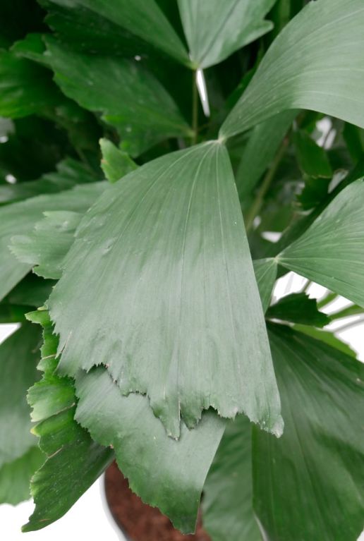 Hoya Krohniana Silver blad