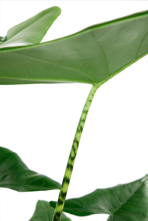 Monstera Siltepecana