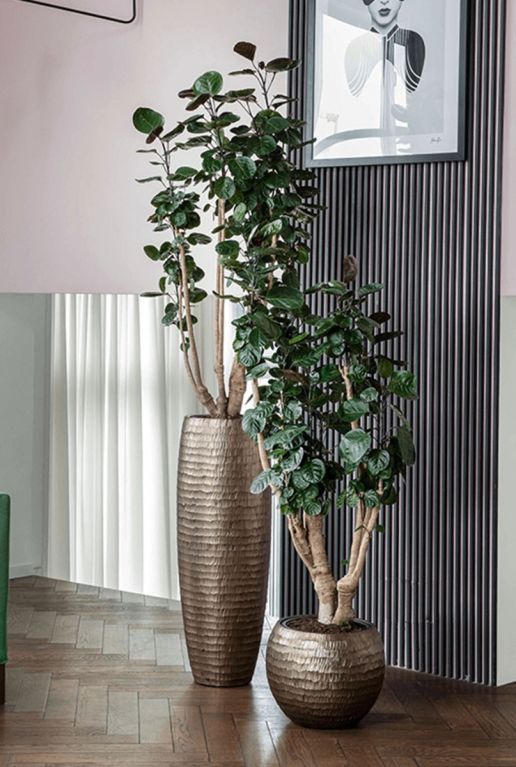 Monstera Siltepecana