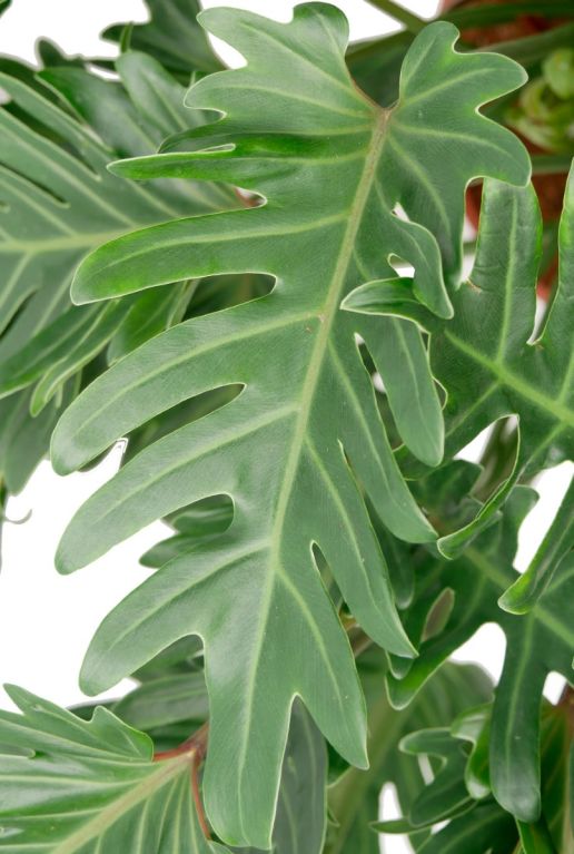 Hoya Krohniana Silver blad