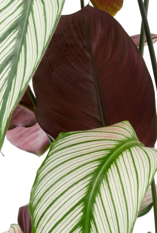 Blad met rood paarse onderkant