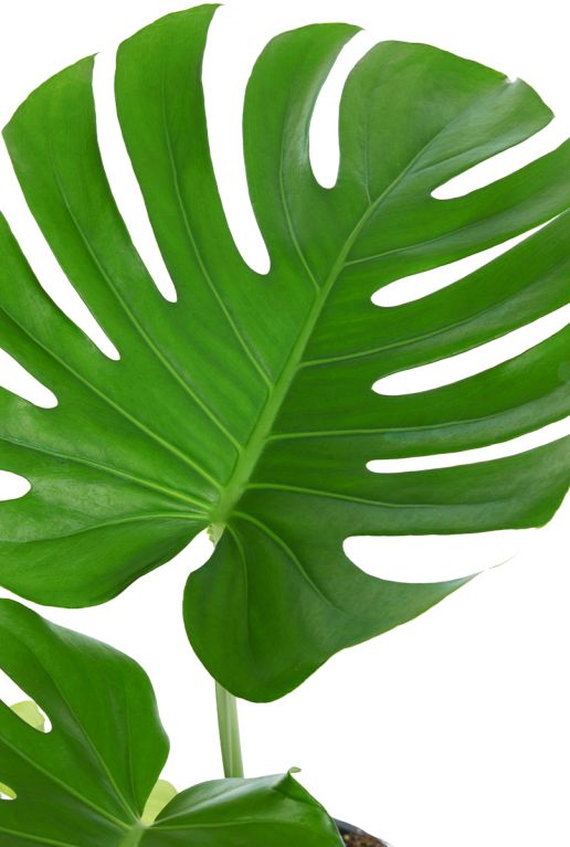 Monstera Siltepecana
