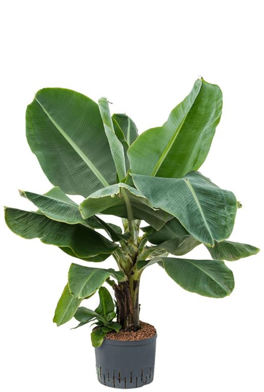 Grote bananenplant op hydrocultuur