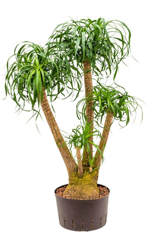 Grote beaucarnea kamerplant hydro
