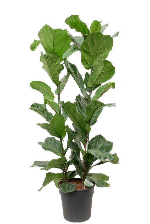 Hoya Krohniana Silver blad