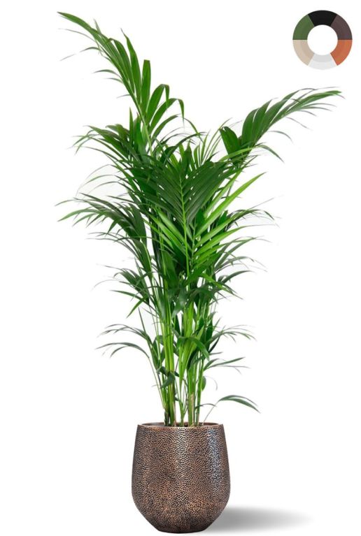 Monstera Siltepecana