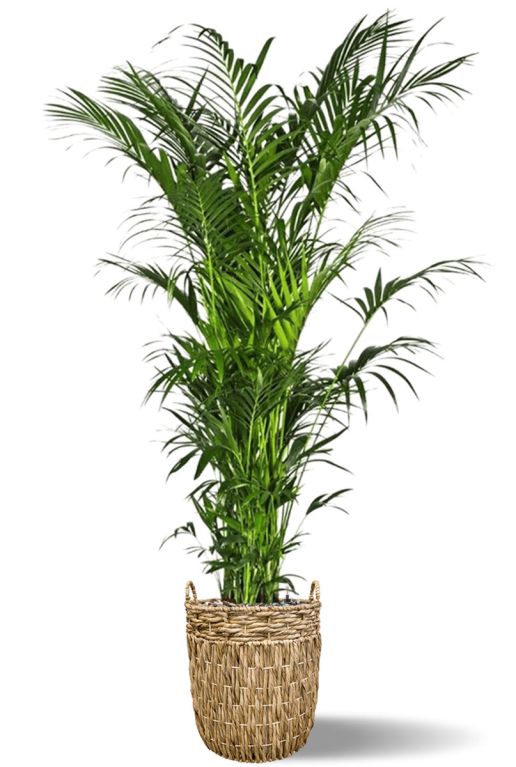 Grote kentia palm in mand