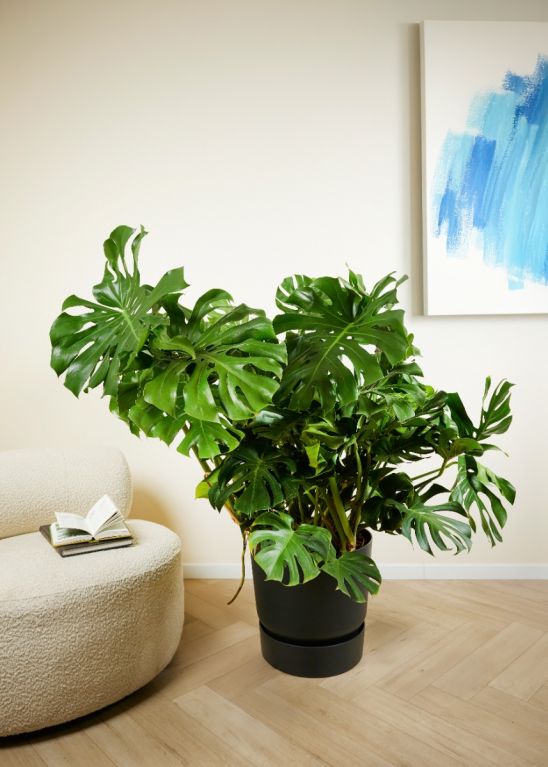 Anthurium Silver Blush