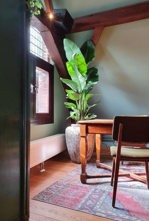 Monstera Siltepecana