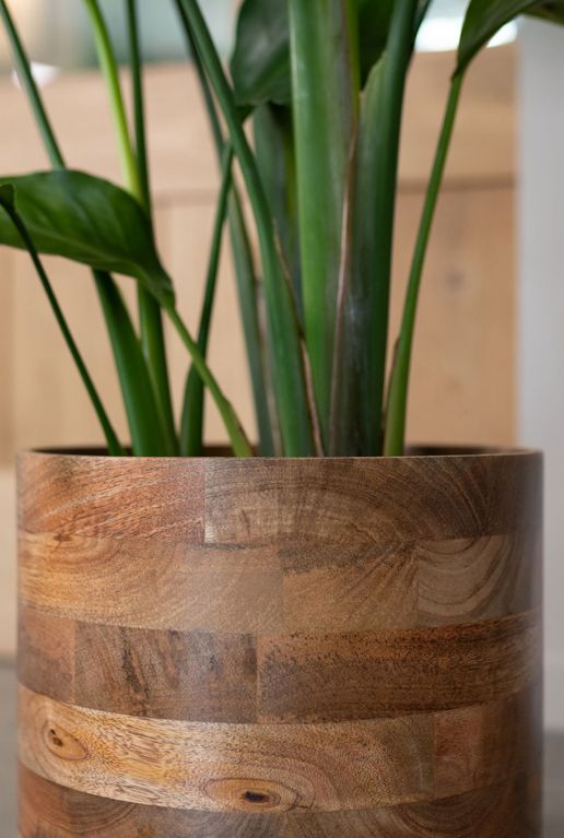 Monstera Siltepecana