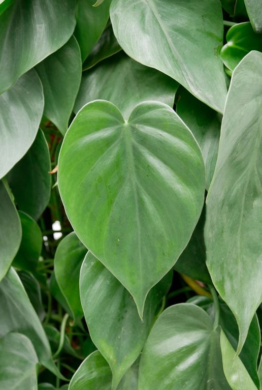 Monstera Siltepecana