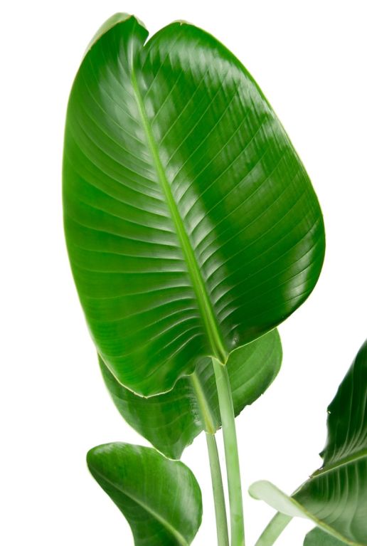 Monstera Siltepecana