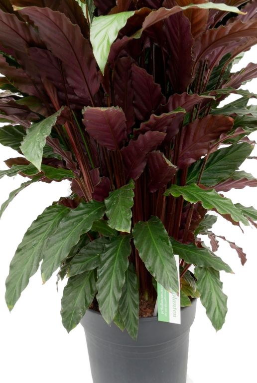 Calathea Wavestar