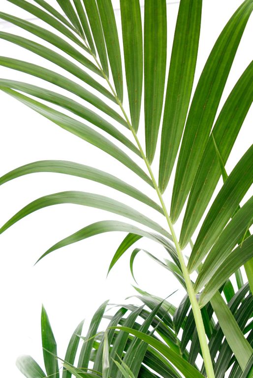 Kentia palm