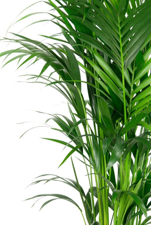 Epipremnum Pinnatum Global Green blad