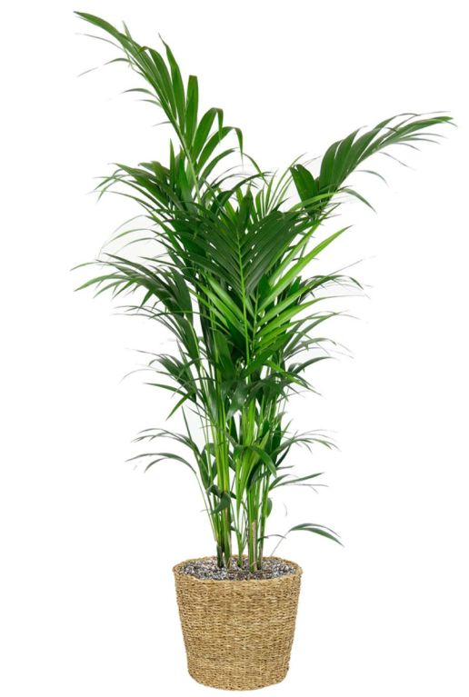Monstera Siltepecana