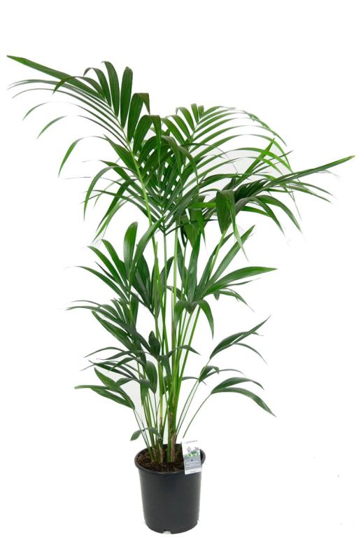 Monstera Siltepecana
