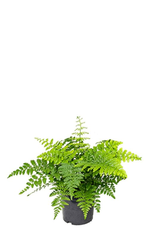 Kleine asplenium varen