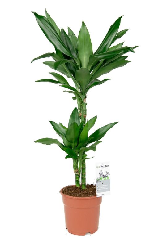 Kleine dracaena kamerplant