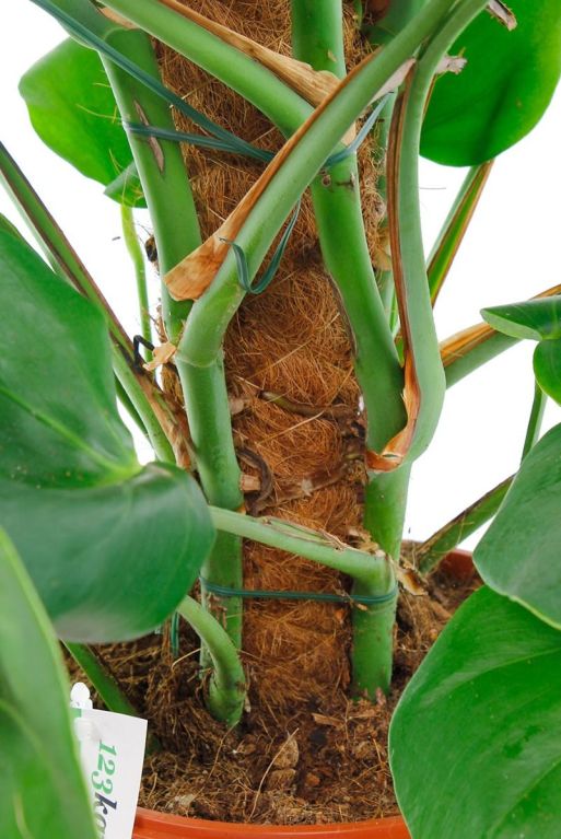 De Monstera is een klimplant die groeit op een mosstok