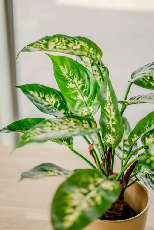 Monstera Siltepecana