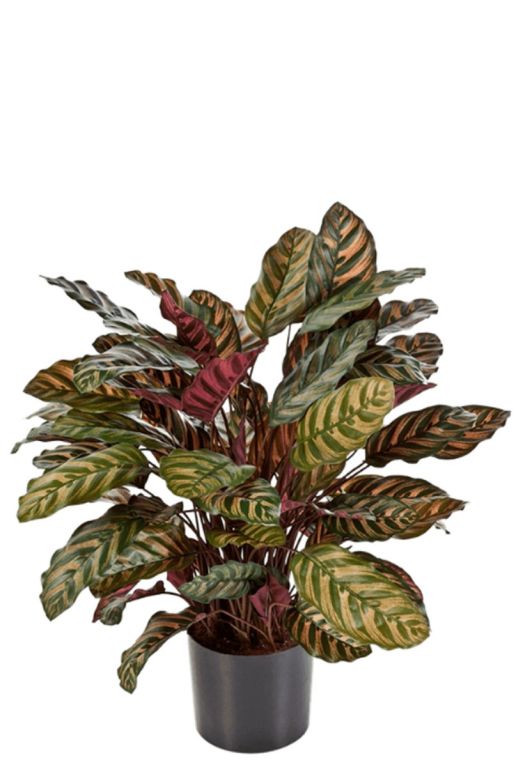 Kunstplant calathea 1