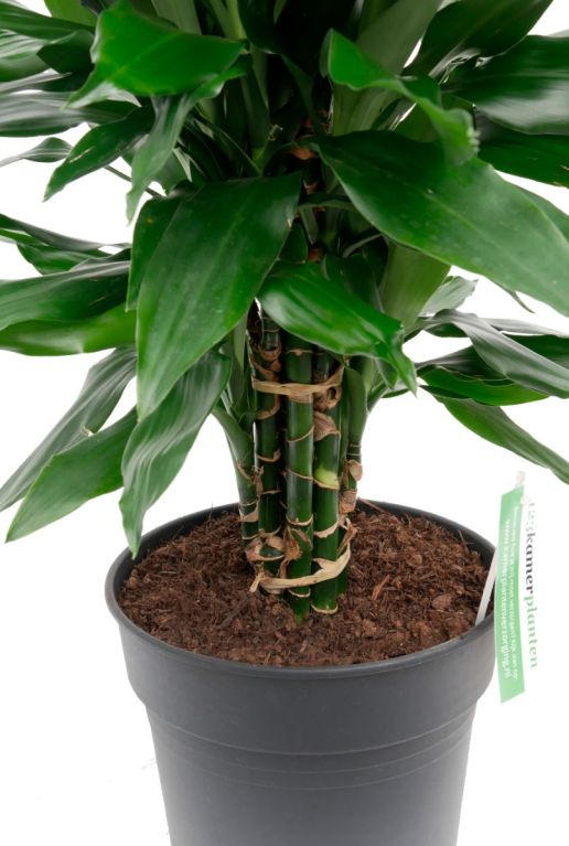 Dracaena Janet Lind