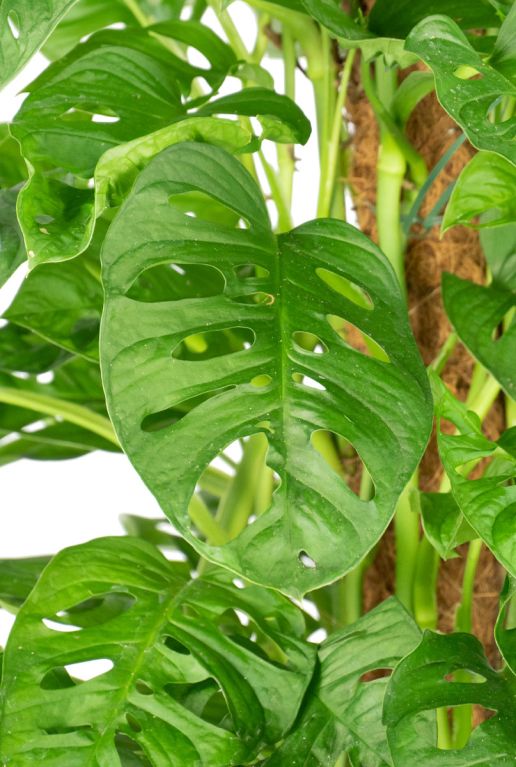Monstera obliqua monkey blad