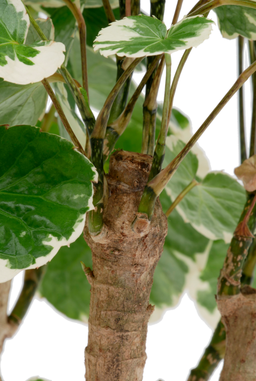 Mooi groen blad 14 cm 