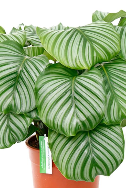 Hoya Krohniana Silver blad
