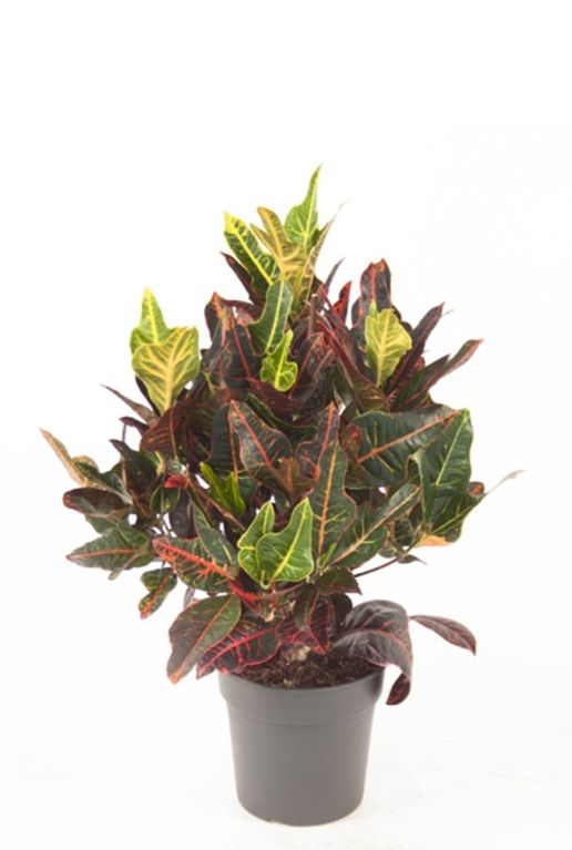 Mooie codiaeum excellent kamerplant kopen