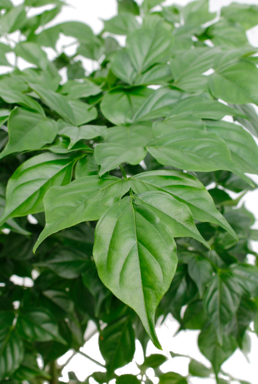 radermachera mooi groen blad 
