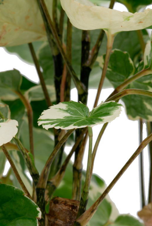 Leuke kamerplant wit groen blad 14cm