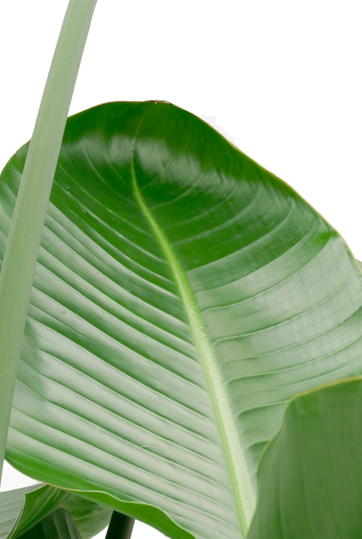Alocasia Branchifolia Pink Passion
