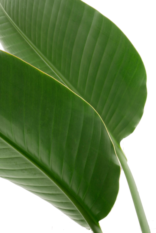 Alocasia Branchifolia Pink Passion