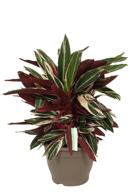 Hoya Krohniana Silver blad