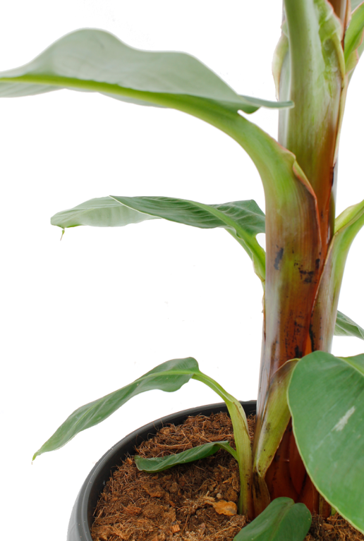 Musa Bananenplant stam