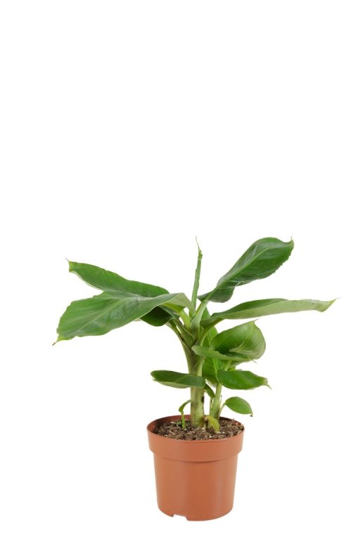 Hoya Krohniana Silver blad