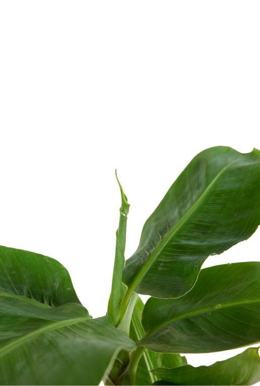Monstera Siltepecana