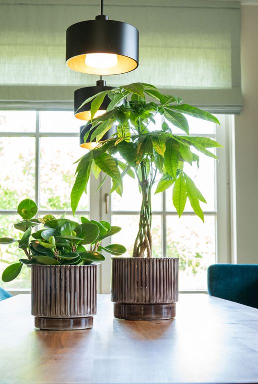 Nella pot bruin planten
