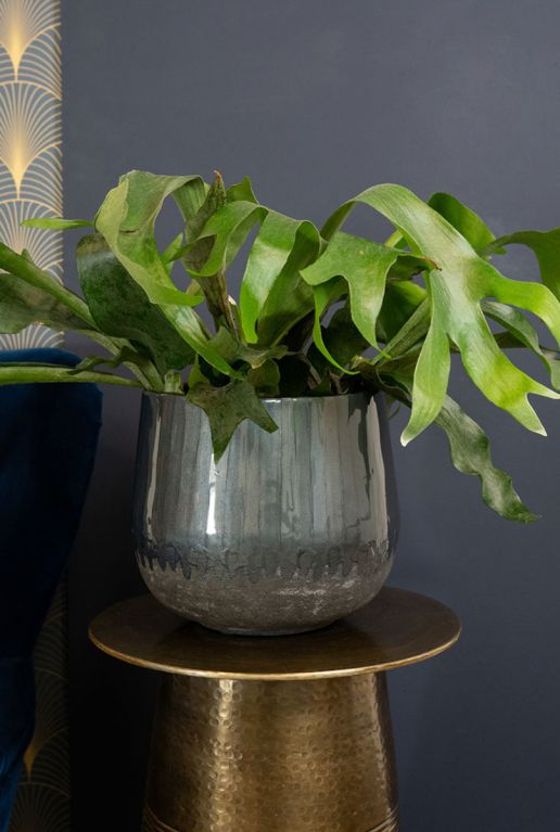 Monstera Siltepecana