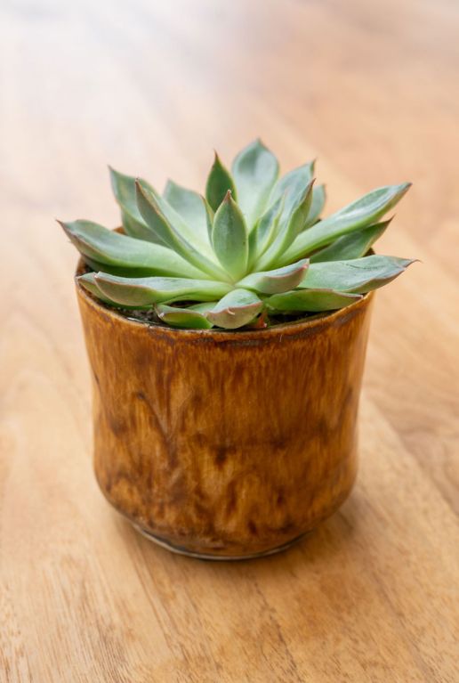 Nolan mini pot bruin