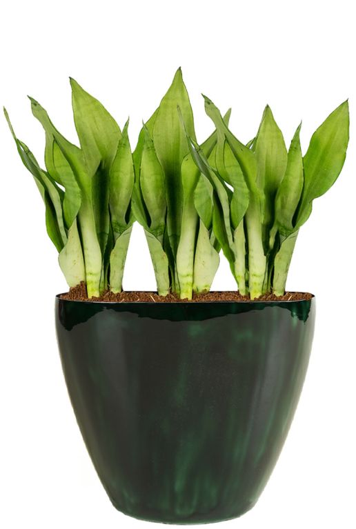 Ovaal groene bloempot vensterbank