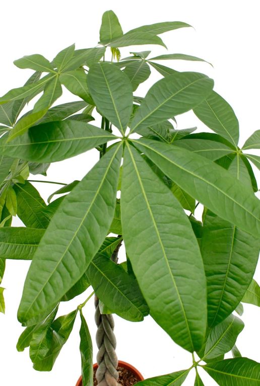 Grote groene bladeren van Pachira boom